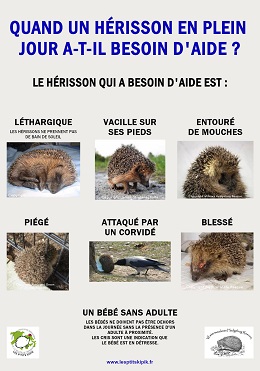 Quand un herisson en plein jour a t il besoin d'aide